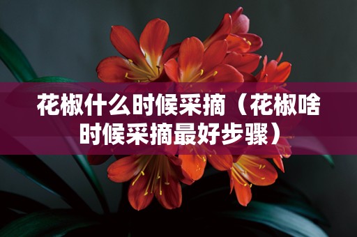 花椒什么时候采摘（花椒啥时候采摘最好步骤）