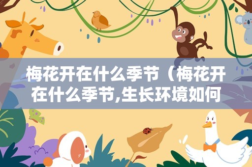 梅花开在什么季节（梅花开在什么季节,生长环境如何）
