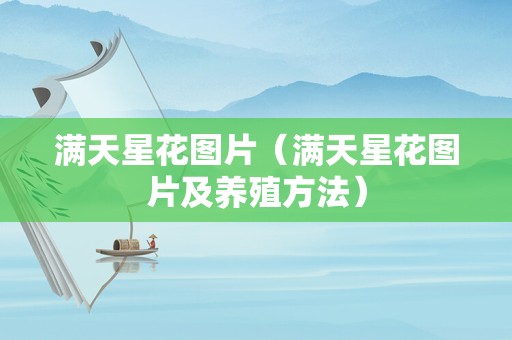 满天星花图片（满天星花图片及养殖方法）