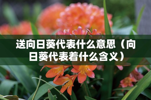 送向日葵代表什么意思（向日葵代表着什么含义）