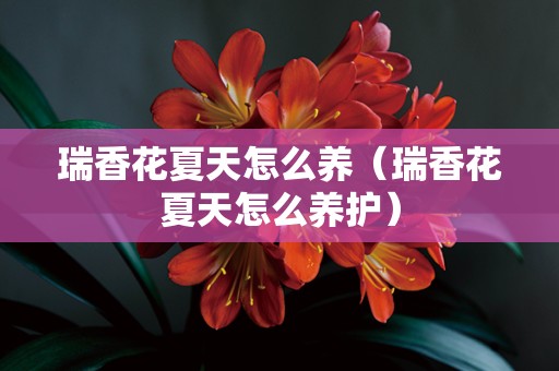 瑞香花夏天怎么养（瑞香花夏天怎么养护）