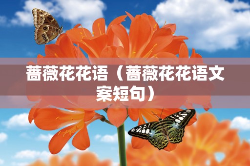 蔷薇花花语（蔷薇花花语文案短句）