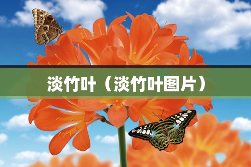 淡竹叶（淡竹叶图片）