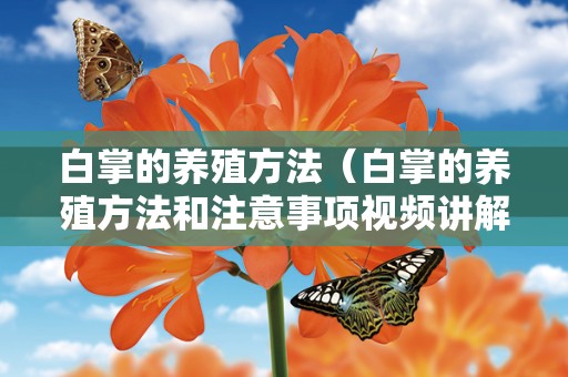 白掌的养殖方法（白掌的养殖方法和注意事项视频讲解）