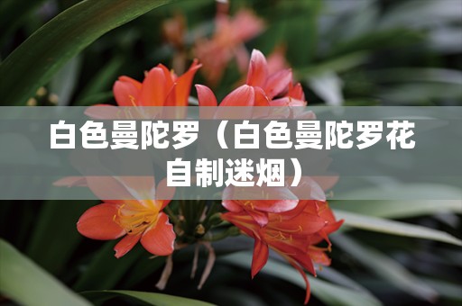 白色曼陀罗（白色曼陀罗花自制迷烟）