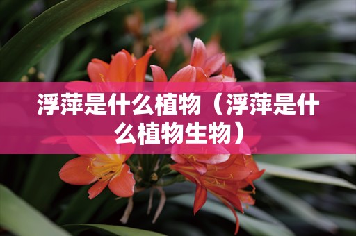 浮萍是什么植物（浮萍是什么植物生物）