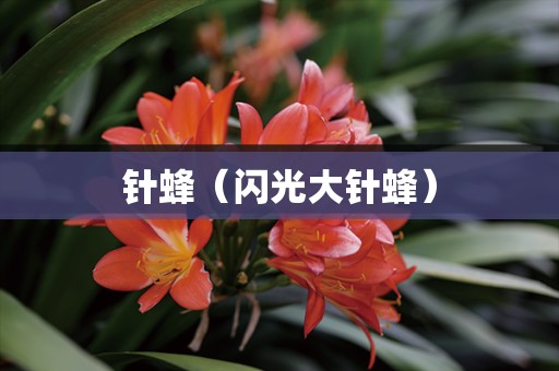 针蜂（闪光大针蜂）
