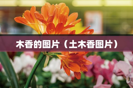 木香的图片（土木香图片）