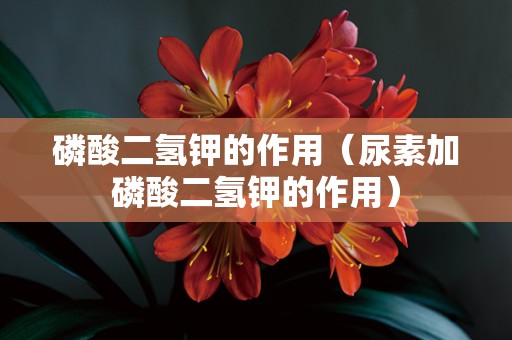 磷酸二氢钾的作用（尿素加磷酸二氢钾的作用）
