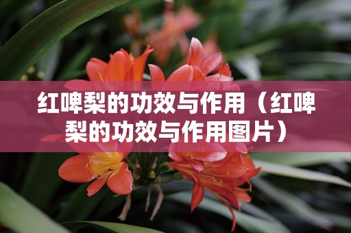 红啤梨的功效与作用（红啤梨的功效与作用图片）