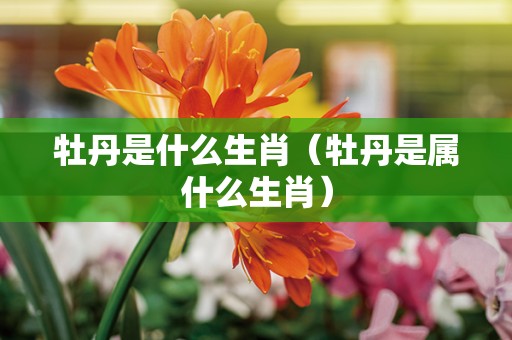 牡丹是什么生肖（牡丹是属什么生肖）