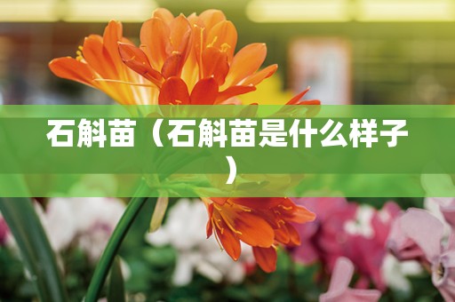 石斛苗（石斛苗是什么样子）