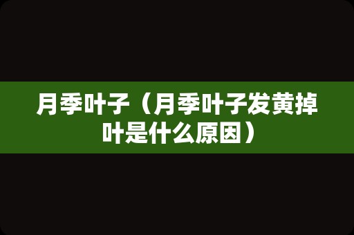 月季叶子（月季叶子发黄掉叶是什么原因）