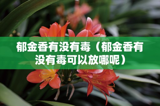 郁金香有没有毒（郁金香有没有毒可以放哪呢）