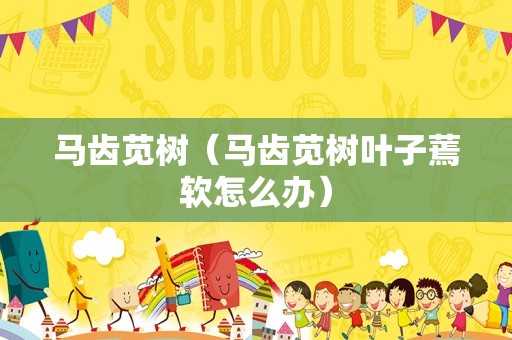马齿苋树（马齿苋树叶子蔫软怎么办）