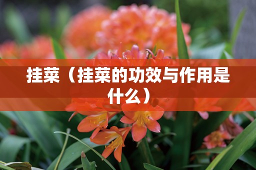 挂菜（挂菜的功效与作用是什么）