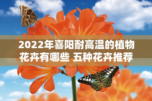 2022年喜阳耐高温的植物花卉有哪些 五种花卉推荐