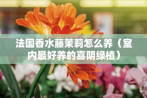 法国香水藤茉莉怎么养（室内最好养的喜阴绿植）