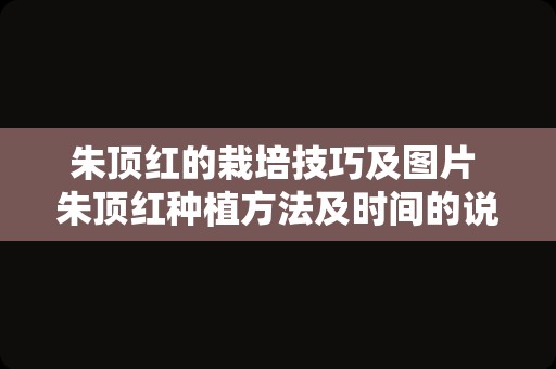 朱顶红的栽培技巧及图片 朱顶红种植方法及时间的说明
