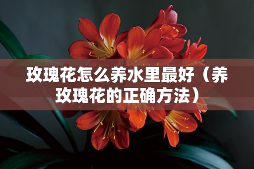 玫瑰花怎么养水里最好（养玫瑰花的正确方法）