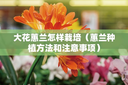 大花蕙兰怎样栽培（蕙兰种植方法和注意事项）