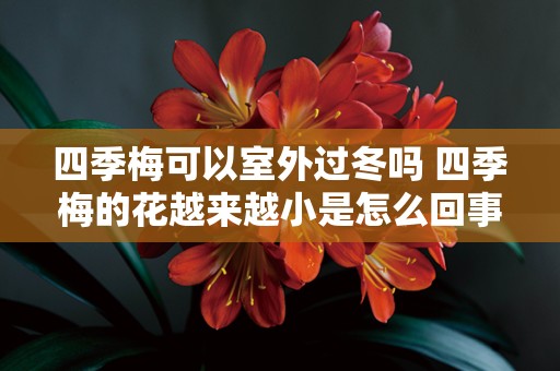四季梅可以室外过冬吗 四季梅的花越来越小是怎么回事