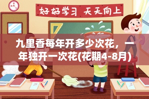九里香每年开多少次花，一年独开一次花(花期4-8月)
