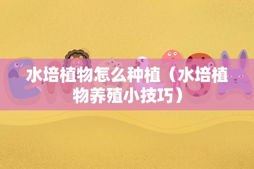 水培植物怎么种植（水培植物养殖小技巧）