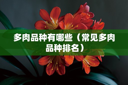 多肉品种有哪些（常见多肉品种排名）