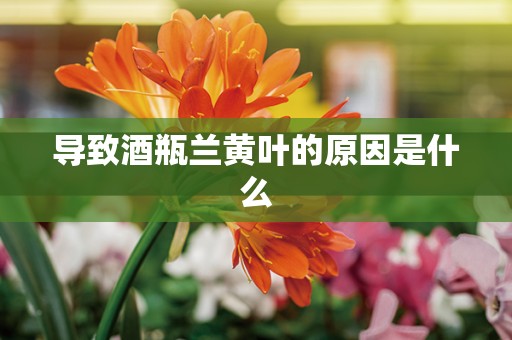 导致酒瓶兰黄叶的原因是什么