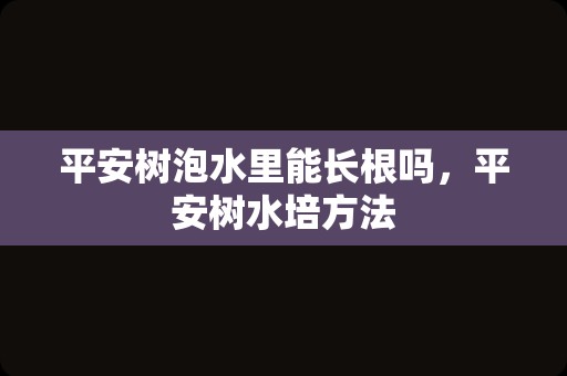 平安树泡水里能长根吗，平安树水培方法
