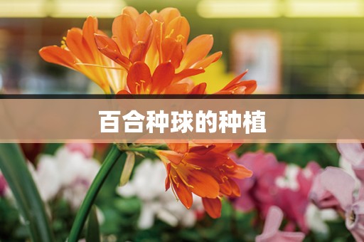 百合种球的种植
