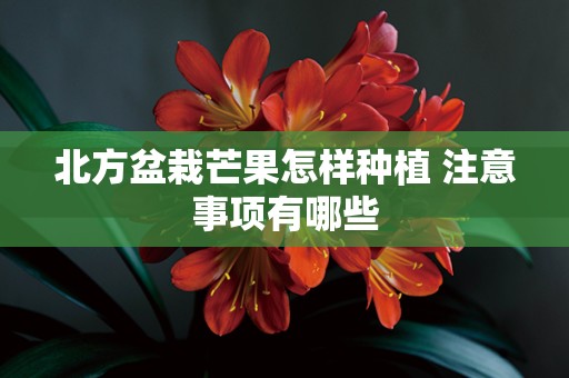 北方盆栽芒果怎样种植 注意事项有哪些