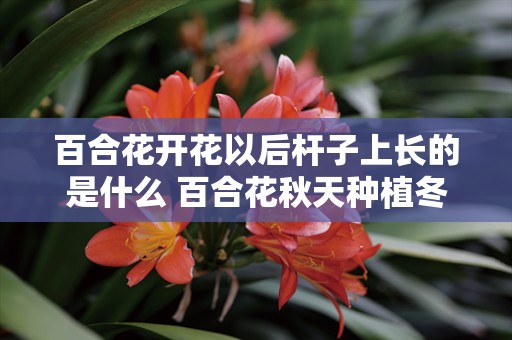 百合花开花以后杆子上长的是什么 百合花秋天种植冬天会开花吗