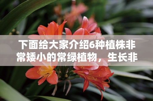 下面给大家介绍6种植株非常矮小的常绿植物，生长非常迅速，在不同的季节都有不同的观赏性，有着丰富的色彩纹理和形态