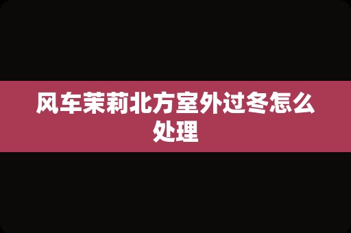 风车茉莉北方室外过冬怎么处理