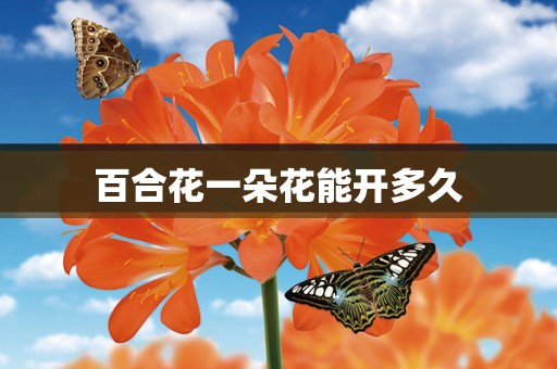 百合花一朵花能开多久