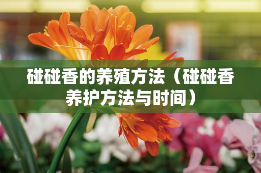 碰碰香的养殖方法（碰碰香养护方法与时间）
