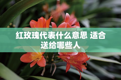 红玫瑰代表什么意思 适合送给哪些人