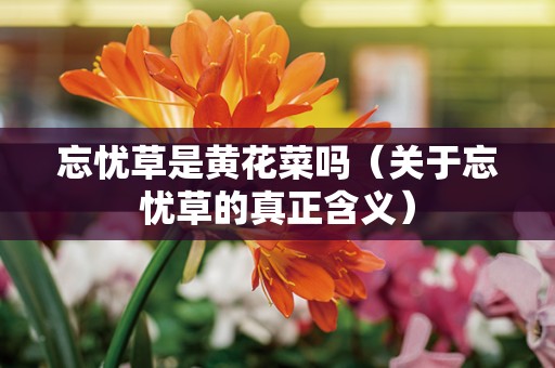 忘忧草是黄花菜吗（关于忘忧草的真正含义）