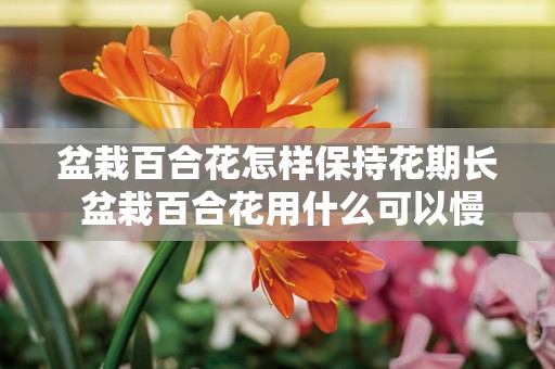 盆栽百合花怎样保持花期长 盆栽百合花用什么可以慢开花