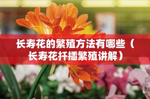 长寿花的繁殖方法有哪些（长寿花扦插繁殖讲解）