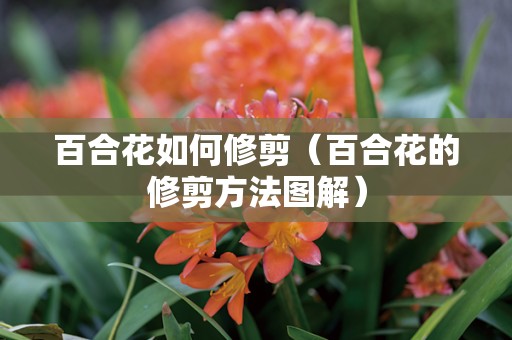 百合花如何修剪（百合花的修剪方法图解）