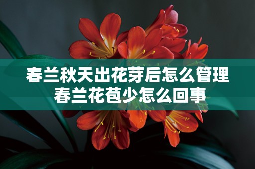 春兰秋天出花芽后怎么管理 春兰花苞少怎么回事