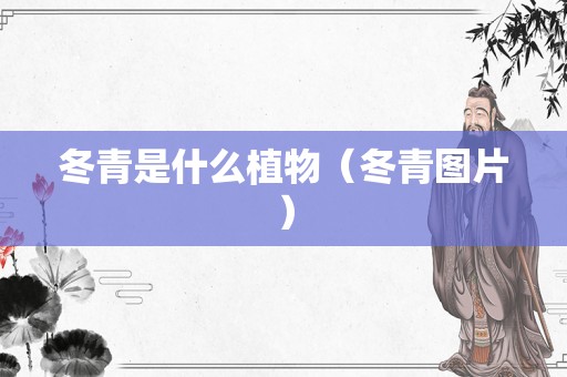冬青是什么植物（冬青图片）