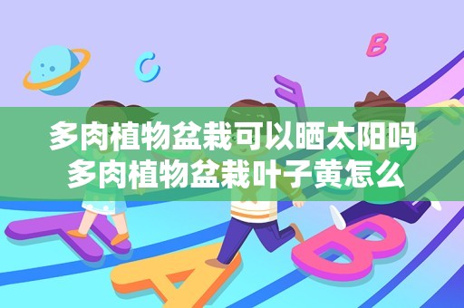 多肉植物盆栽可以晒太阳吗 多肉植物盆栽叶子黄怎么办