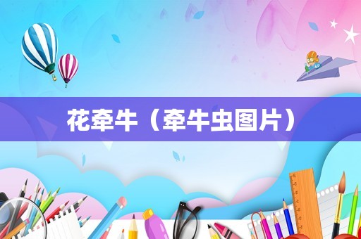 花牵牛（牵牛虫图片）