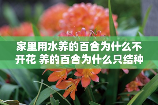 家里用水养的百合为什么不开花 养的百合为什么只结种子不开花
