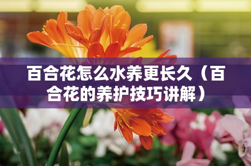 百合花怎么水养更长久（百合花的养护技巧讲解）