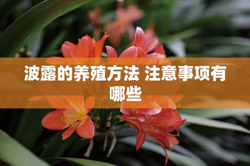 波露的养殖方法 注意事项有哪些